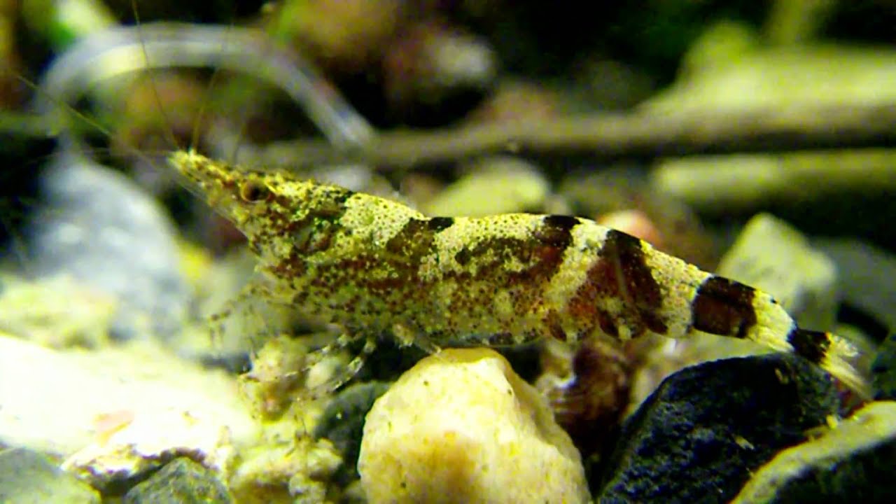 Caridina serratirostris "Ninja shrimp" Креветка Ниндзя