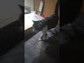 vocal vs polydactyl #kitty #ark #canada #catshorts #meow #cats #catsofyt #catsmeow #cat #catshort