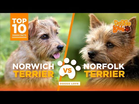 Norfolk Terrier Vs Norwich Terrier - What are the differences  - which is the best breed for you ?