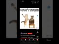 cat fight
