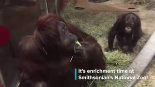 #ZooEnrichment: Orangutan Raisin Board