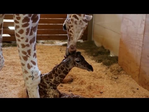 Video: I April Föder Giraffen Frisk Baby, Fångar Hjärtan över Hela Världen