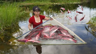 Harvesting A Lot Of Fish Goes To Market Sell  Take Care of The Garden | Tiểu Vân Daily Life