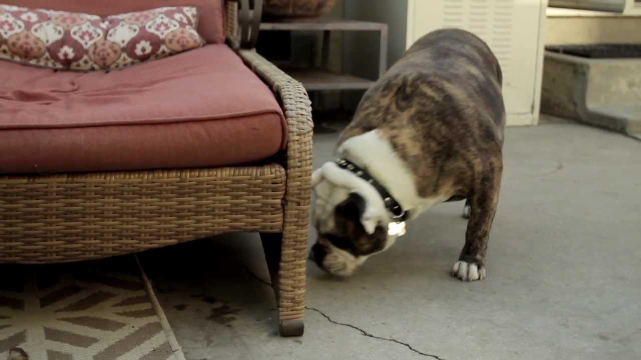 puppy paradise Mookie and Matt | Ready. Set. Play!