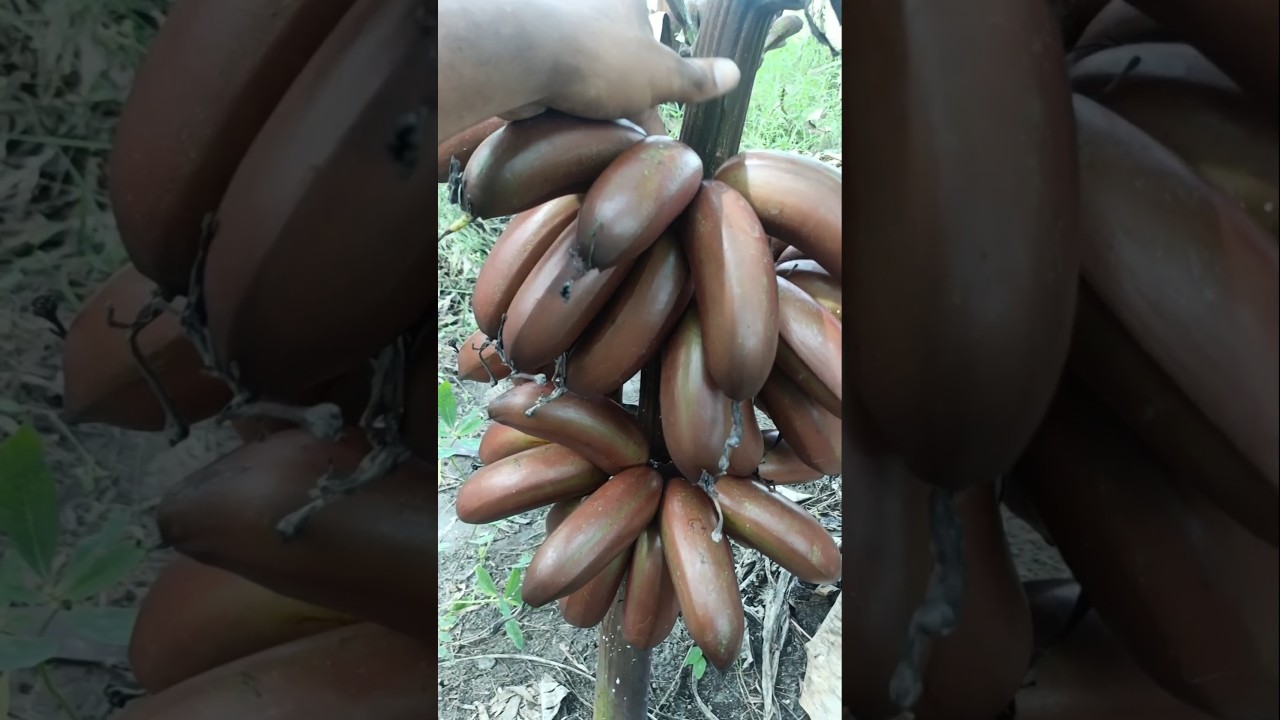 செவ்வாழை அறுவடை 