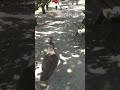 Femelle PAON Appelle Son Mâle Et Lui Court Après Femelle PAON Appelle Son Mâle Et Lui Court Après