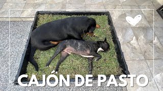 Cómo hacer un BAÑO ecológico para PERRO | Parte 1