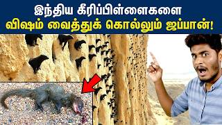 இந்தியா கீரிப்பிள்ளைகளை குறி வைத்துக் கொல்லும் ஜப்பான்! | Indian mongoose problem in Japan