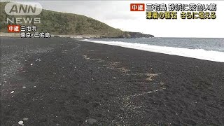 三宅島の漂着軽石が増加　砂浜に1キロの茶色い筋(2021年11月21日)