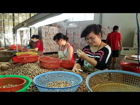 Video Showroom hạt điều Bà Tám Bình Dương - youtube