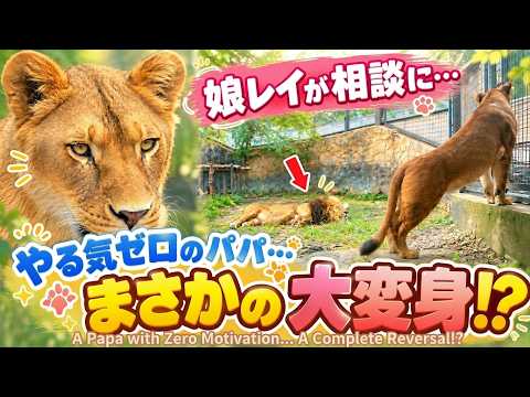 やる気がどこに行った？だらけるオリトに娘が困惑？オリトイオ＆ザリアファミリー#813【旭山動物園ライオン＆トラ】Where did his motivation go?Lion&Tiger life