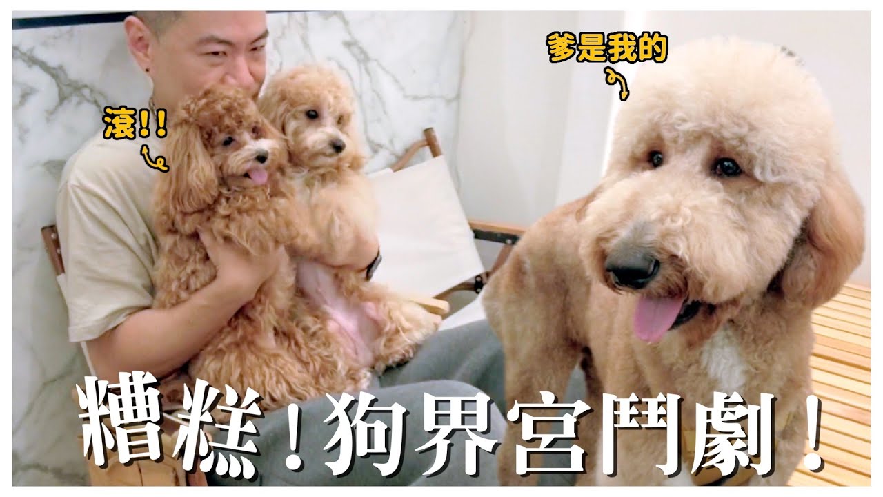 想當店狗又爭寵？主人別再講「公平」了！｜熊爸估狗