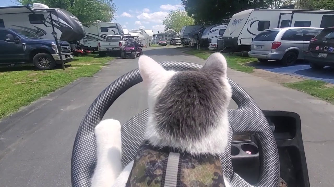 Cat Driving Golf Cart YouTube