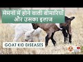 मेमनों में होने वाली बीमारियाँ और उसका इलाज I GOAT KID DISEASES