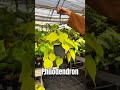 Plante curgătoare 🌿