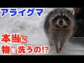 【検証】アライグマは本当に物を洗えるのか検証してみたら、驚きの結果に！！