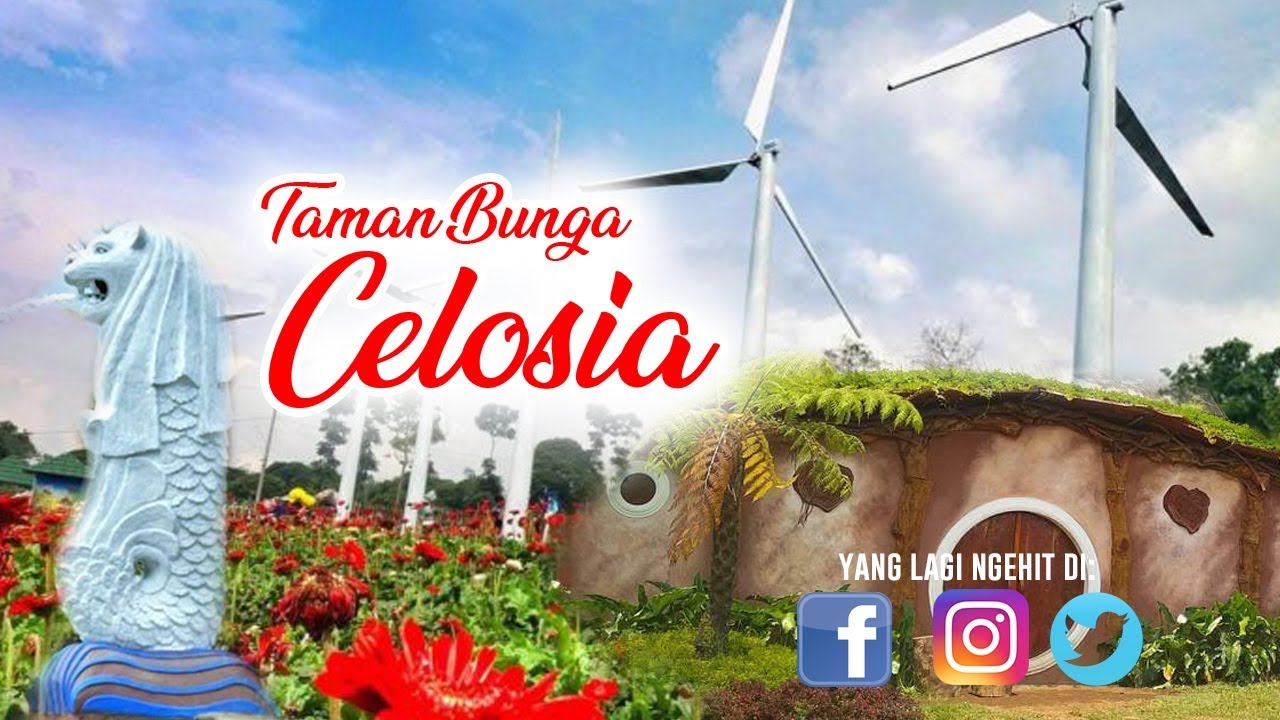 Lagi NGEHIT Di Kab Semarang  Taman  Bunga  Celosia  Ambarawa 