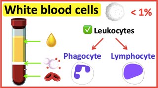 White blood cells | What do white blood cells do?