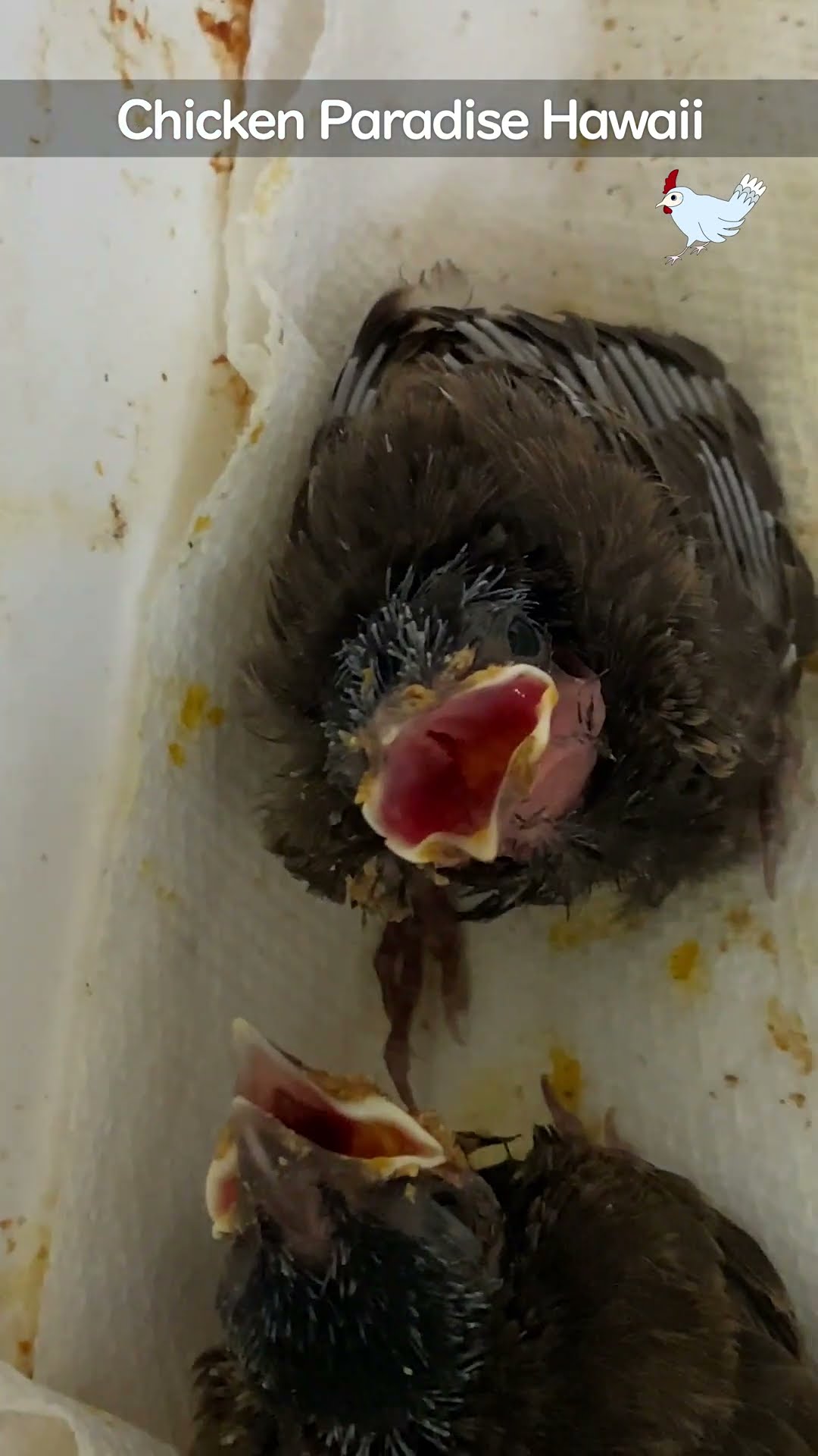 A fallen bulbul nest