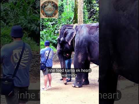 Elephant Video 18 #travel #elephant #kerala #fun #nature #india #beautiful #kumily #elephantride
