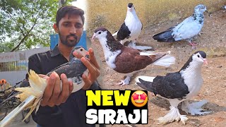 Black Siraji Female Kharid Liya New Pigeon Pachchees