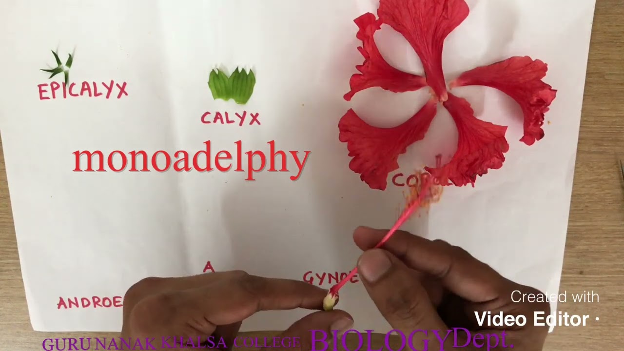 Dissection of Hibiscus flower - YouTube
