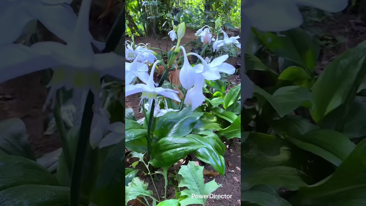 “Amazon Lily Bloom | Beautiful White Flower in the Garden 🌿✨” 