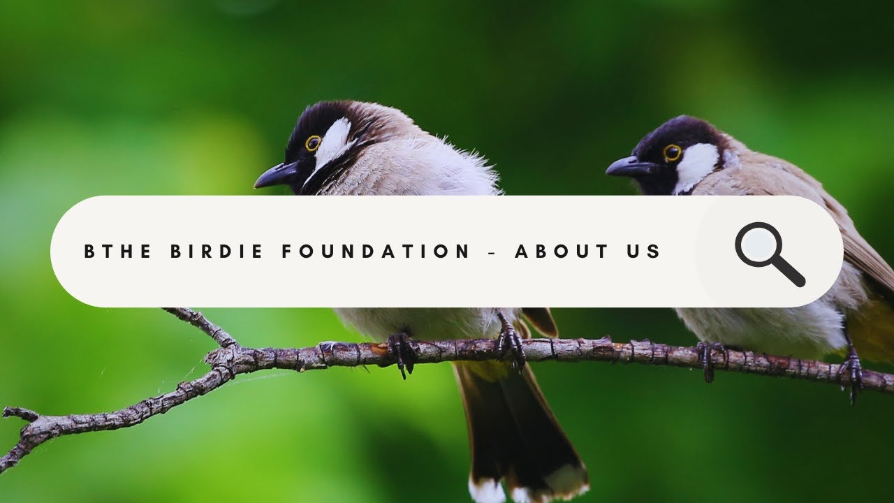 The Birdie Foundation - About Us