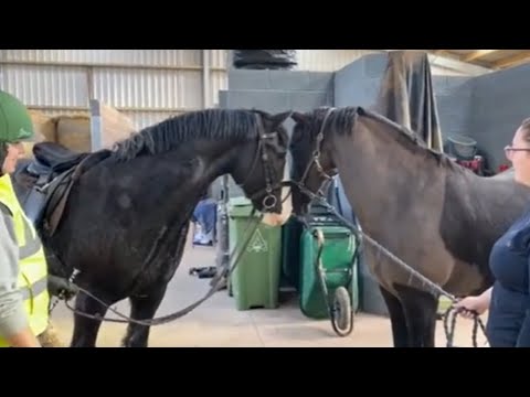 Horse best friends finally reunited after years apart #Shorts