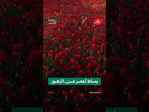 زهور شقائق النعمان تغطي أراضي حمص في مشاهد جوية