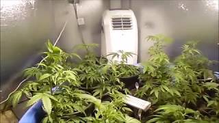 TGA Genetics Subcool Seeds Tester Series#3