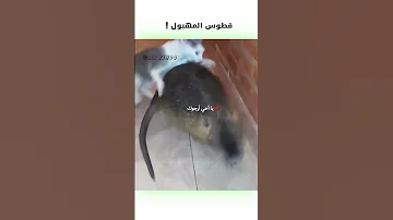 قطوس المهبول دبلجة مضحكة ضحك اكسبلور السعودية My Kingo كوميديا دوبلاج Funny Cat 