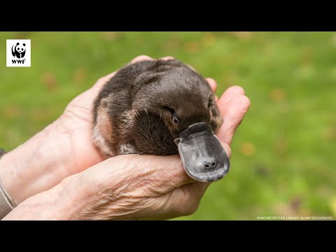 Rewilding the Platypus | WWF-Australia