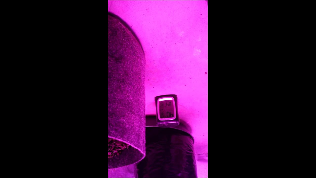 Chemdog super cheese