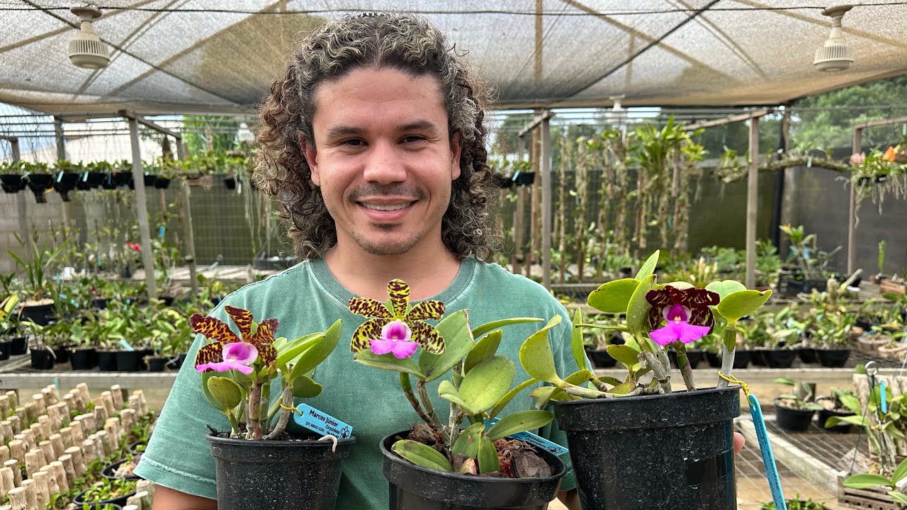 Curiosidades sobre melhoramento genético de Cattleya aclandiae!!!
