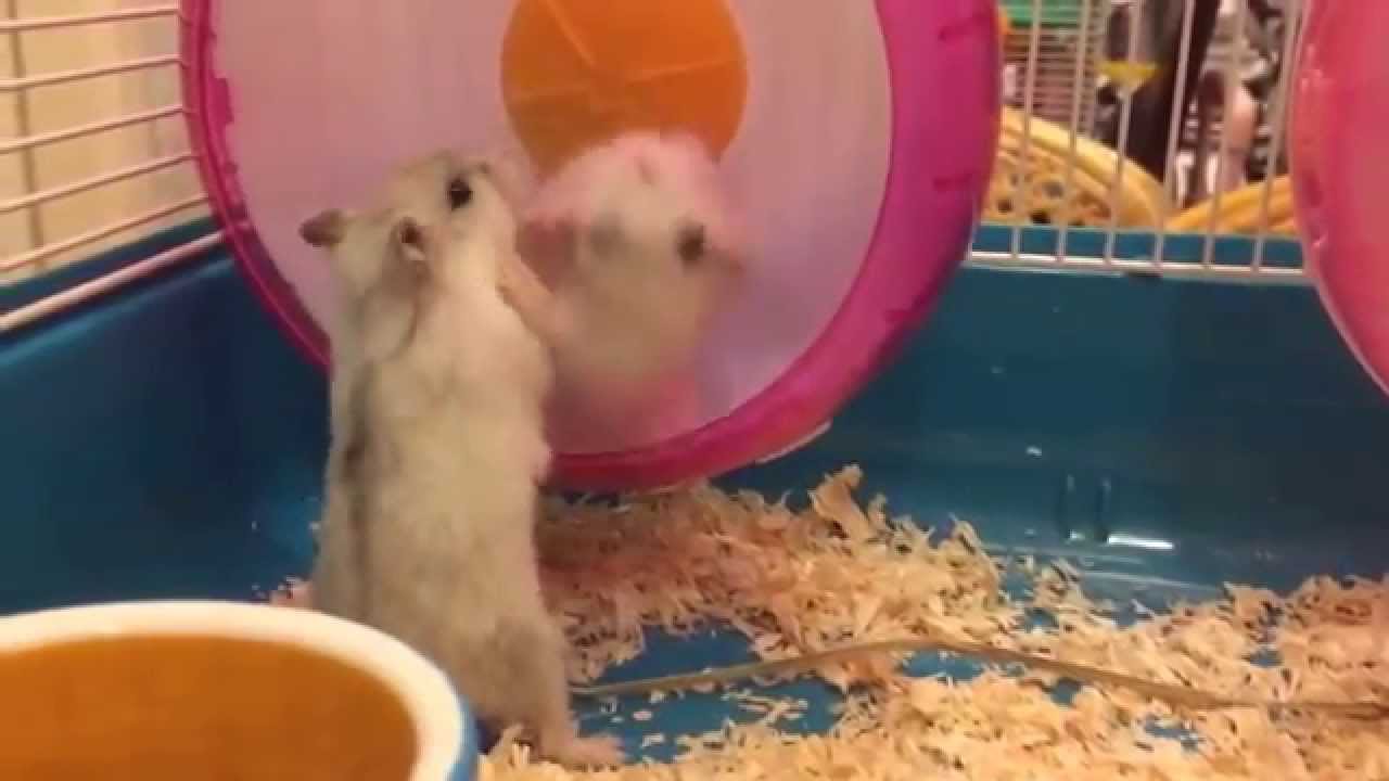 Hamsters fighting