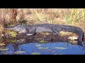 Georgia Studies Geography Review
