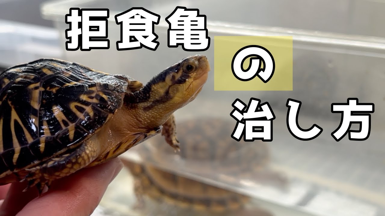 拒食のフロリダハコガメが亀の餌を食べて成長線がっつり！[カメ]