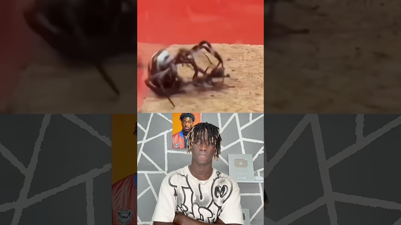 Fourmi vs araignée 💀 