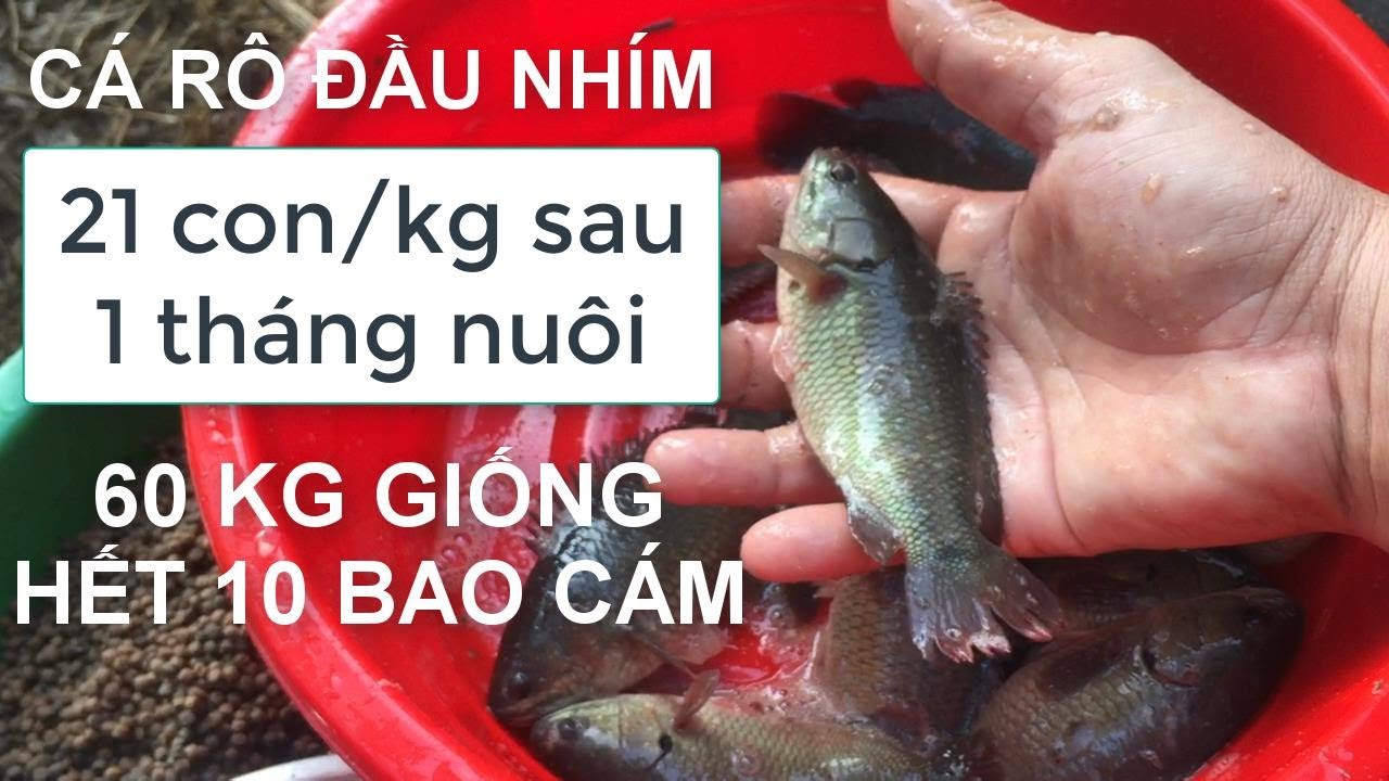 Cá rô đầu nhím sau 30 ngày thả giống cá đạt 21 con một ký | Đó đây TN