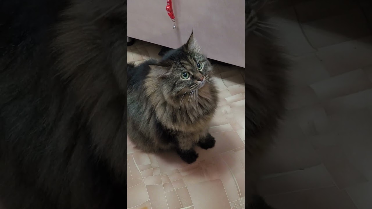 Поддержите подпиской🙏🏼