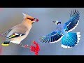 সবথেকে সুন্দর ১০টি পাখি | Top 10 Most Stunningly Beautiful Birds in the World | Amazing Birds