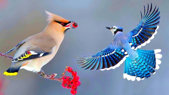 ভালোবাসার পাখি