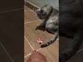 origami frog meets a cat #origami #cat