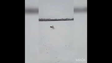 Гибрид волка и лайки первого поколения!