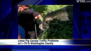WTAE Reporter Helps Rescue Pig From Side Of Highway