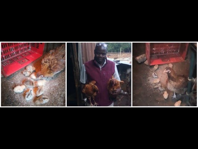 Chickens in Kibera Slum Nairobi Kenya