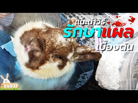 กระต่ายโดนกัดควรทำอย่างไร