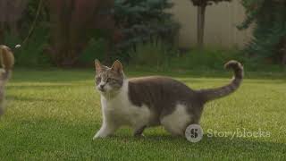 Jungle Cat Run 1080P screenshot 5