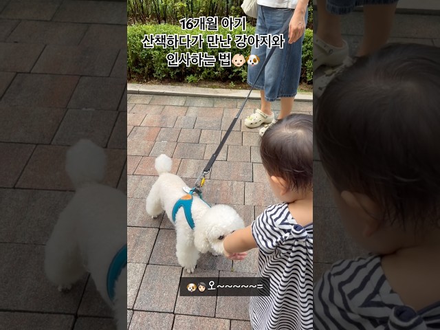 강아지랑 인사하는법 터득한 아기???????????? # #아기일상 #아기영상 #아기 #아기쇼츠 #강아지 #강아지일상 #애개육아 #귀여운아기 #육아 #육아일기 #육아일상 #baby #dog
